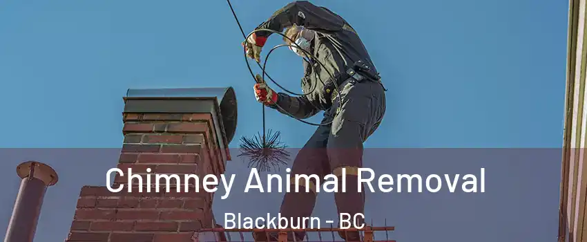  Chimney Animal Removal Blackburn - BC