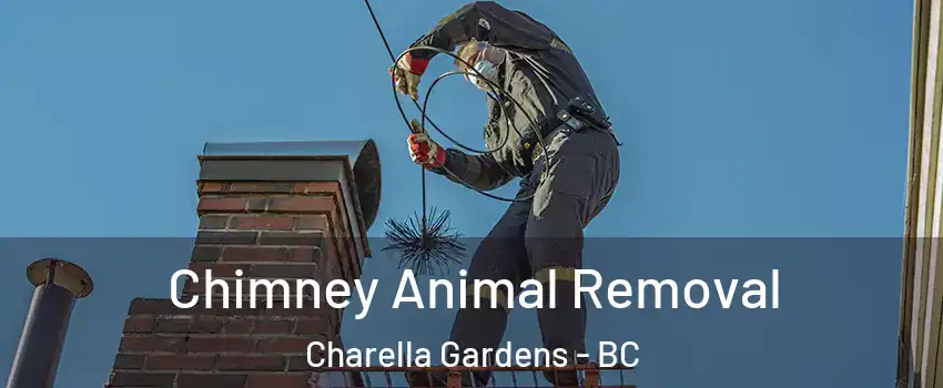  Chimney Animal Removal Charella Gardens - BC