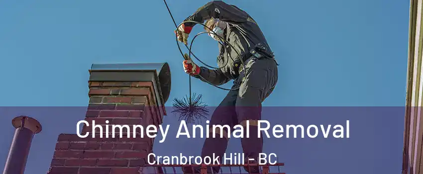  Chimney Animal Removal Cranbrook Hill - BC