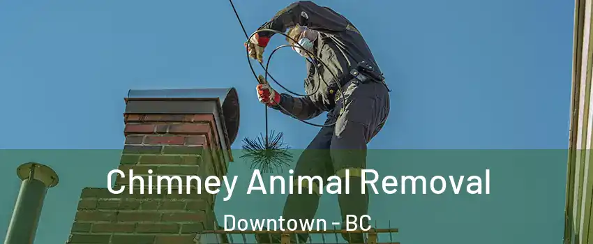  Chimney Animal Removal Downtown - BC