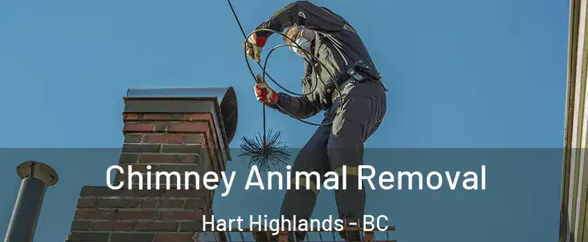  Chimney Animal Removal Hart Highlands - BC