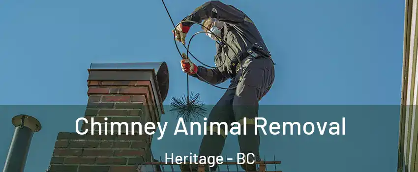  Chimney Animal Removal Heritage - BC