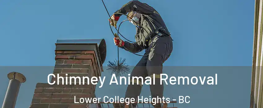  Chimney Animal Removal Lower College Heights - BC