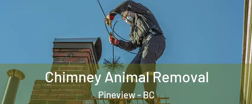  Chimney Animal Removal Pineview - BC