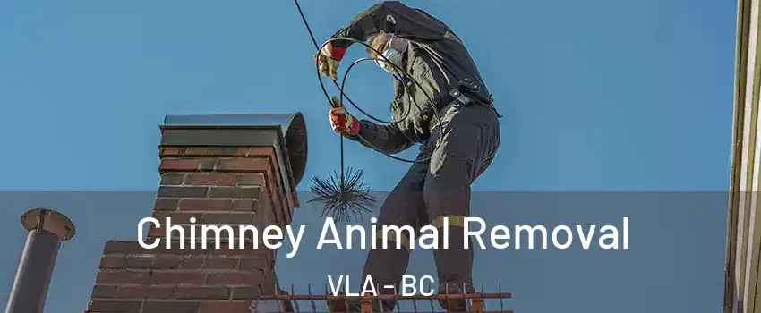  Chimney Animal Removal VLA - BC